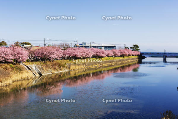 河津川沿いの河津桜並木 [KNO110024334]