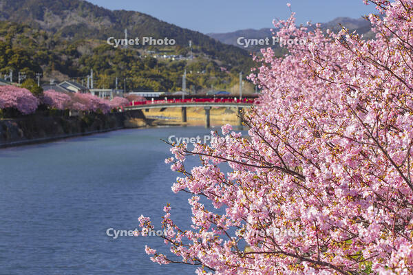 河津川沿いの河津桜並木 [KNO110024336]