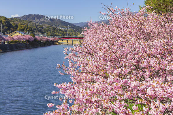 河津川沿いの河津桜並木 [KNO110024337]