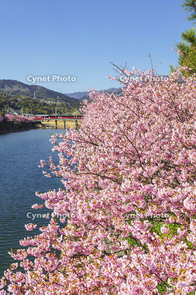 河津川沿いの河津桜並木 [KNO110024338]
