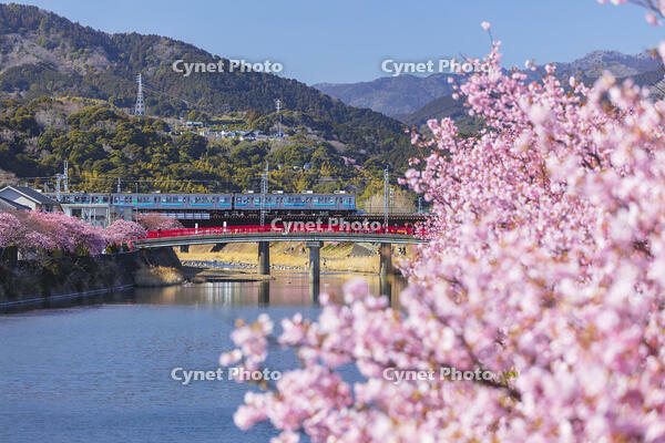 河津川沿いの河津桜並木と伊豆急行の電車 [KNO110024340]