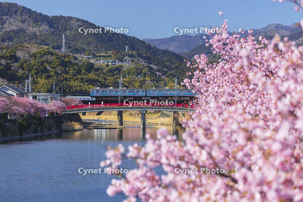 河津川沿いの河津桜並木と伊豆急行の電車 [KNO110024341]