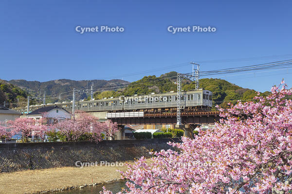 河津川沿いの河津桜並木と伊豆急行 [KNO110024351]