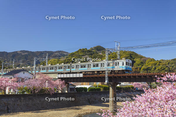 河津川沿いの河津桜並木と伊豆急行 [KNO110024352]