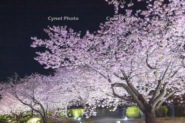 河津川沿いの河津桜並木のライトアップ [KNO110024360]