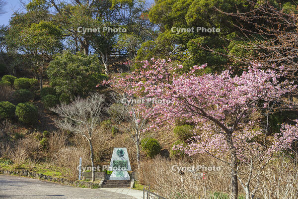 下田公園のカーター大統領来日記念碑と河津桜 [KNO110024394]