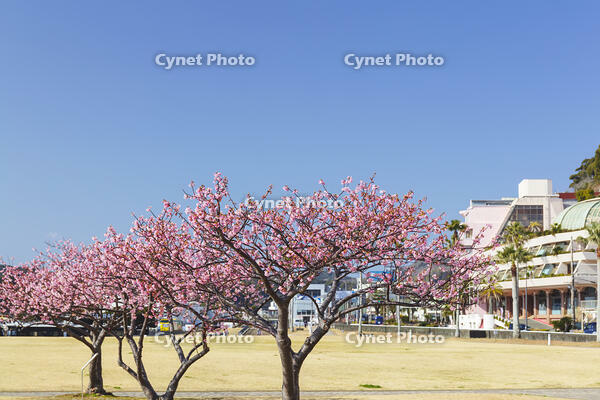 日ロ修好150周年記念式典記念植樹の河津桜 [KNO110024403]