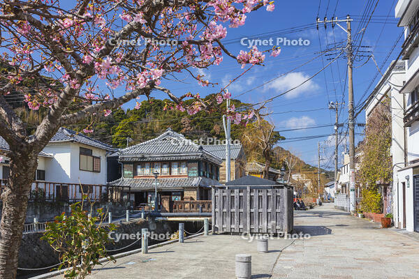 河津桜咲くペリーロード [KNO110024407]