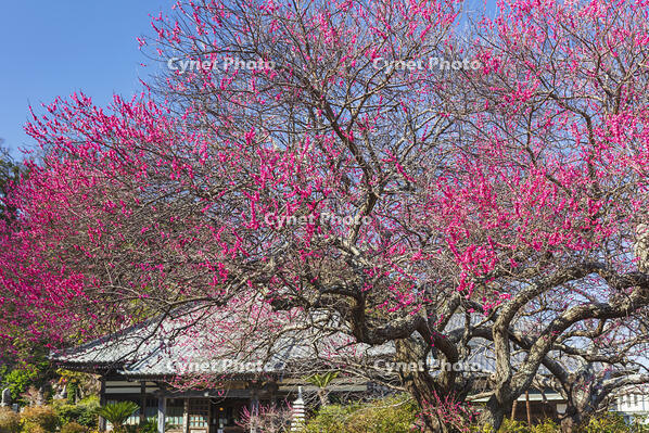 梅の花咲く了仙寺 [KNO110024411]