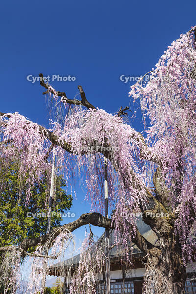 慈雲寺のイトザクラ [KNO110024707]