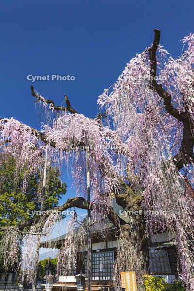 慈雲寺のイトザクラ [KNO110024708]