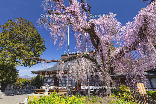 慈雲寺のイトザクラ [KNO110024710]