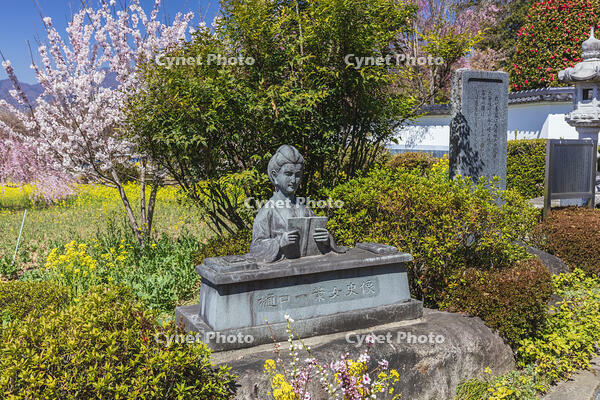 慈雲寺の樋口一葉女史像 [KNO110024718]