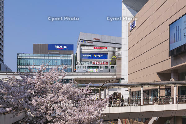 立川駅北口を通る多摩モノレールと桜 [KNO110024729]