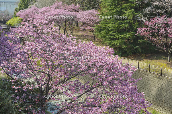 昭和記念公園の桜 [KNO110024731]
