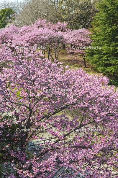 昭和記念公園の桜 [KNO110024732]