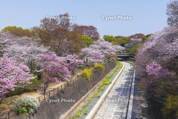 昭和記念公園の桜 [KNO110024733]