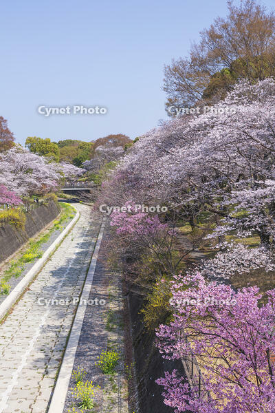 昭和記念公園の桜 [KNO110024734]