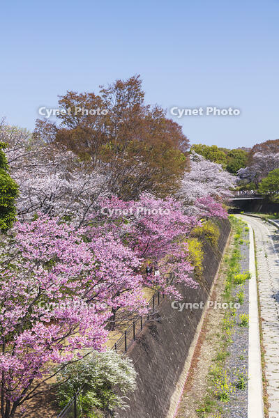 昭和記念公園の桜 [KNO110024735]