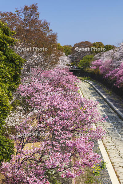 昭和記念公園の桜 [KNO110024737]