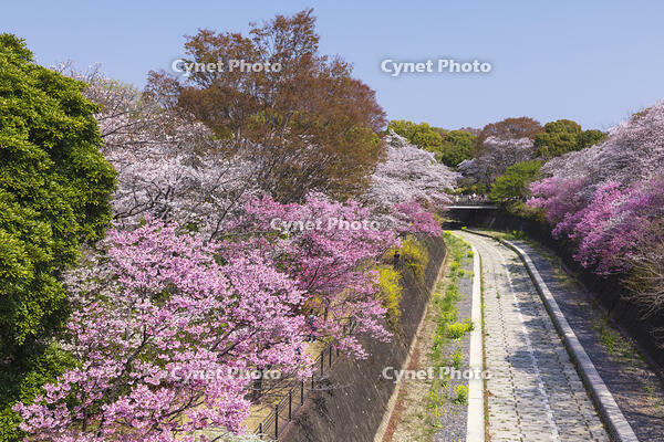 昭和記念公園の桜 [KNO110024738]