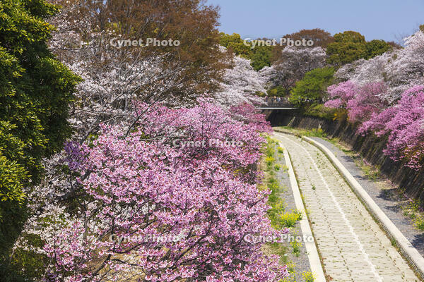 昭和記念公園の桜 [KNO110024741]