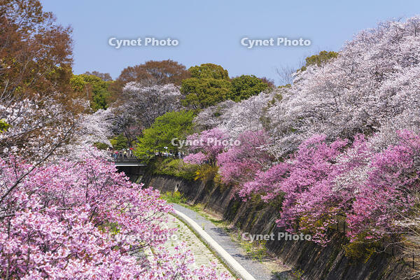 昭和記念公園の桜 [KNO110024746]