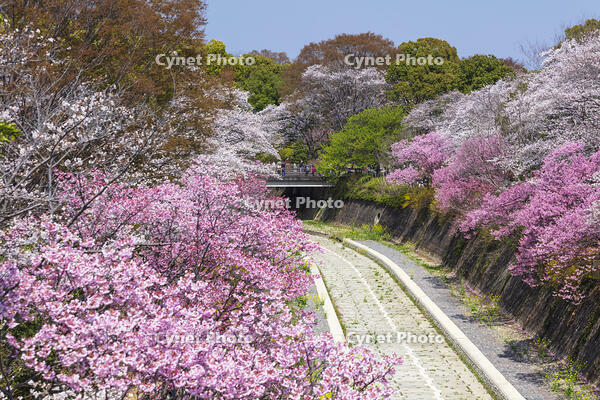 昭和記念公園の桜 [KNO110024748]