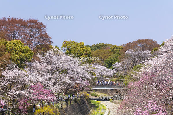 昭和記念公園の桜 [KNO110024749]