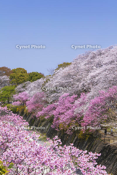 昭和記念公園の桜 [KNO110024750]