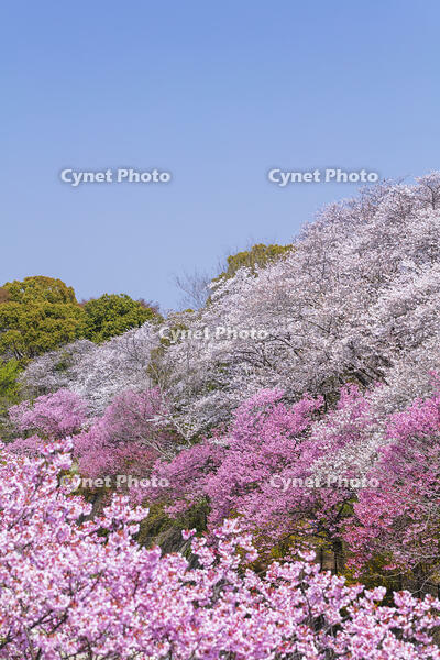 昭和記念公園の桜 [KNO110024751]