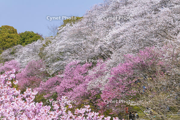 昭和記念公園の桜 [KNO110024752]