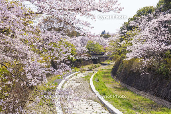 昭和記念公園の桜 [KNO110024755]