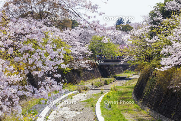 昭和記念公園の桜 [KNO110024756]