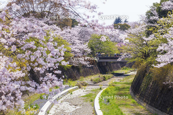 昭和記念公園の桜 [KNO110024758]