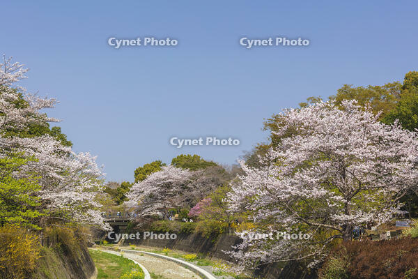 昭和記念公園の桜 [KNO110024759]
