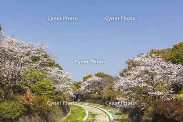昭和記念公園の桜 [KNO110024760]