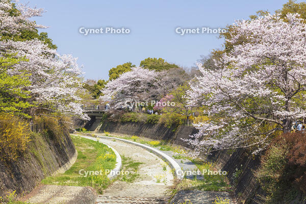 昭和記念公園の桜 [KNO110024761]