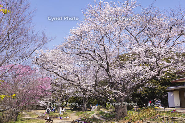 昭和記念公園の桜 [KNO110024762]