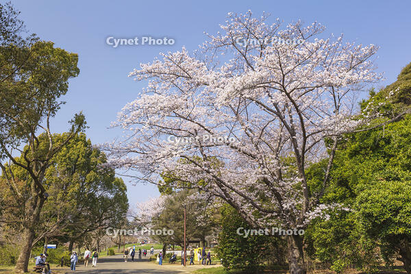 昭和記念公園の桜 [KNO110024763]