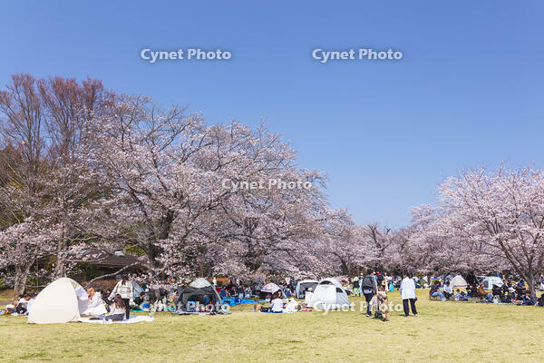 昭和記念公園 [KNO110024765]