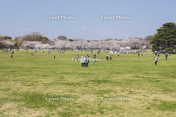 昭和記念公園 [KNO110024767]
