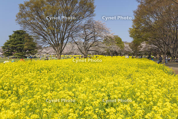 昭和記念公園の菜の花畑と桜 [KNO110024768]