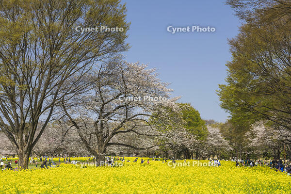 昭和記念公園の菜の花畑と桜 [KNO110024769]