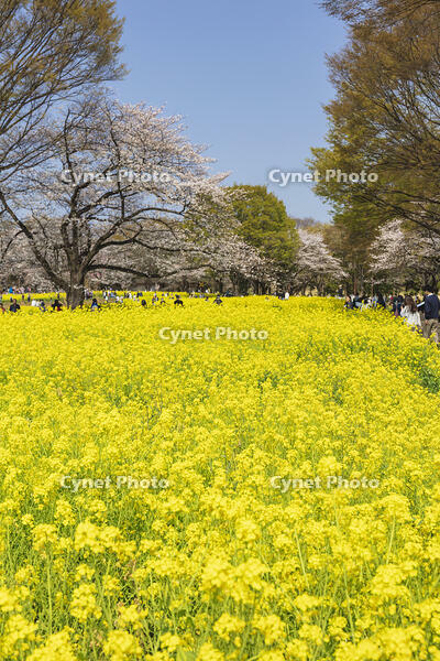 昭和記念公園の菜の花畑と桜 [KNO110024770]
