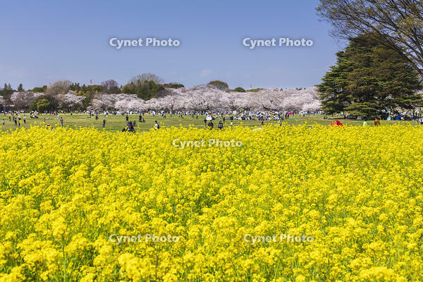 昭和記念公園の菜の花畑と桜 [KNO110024771]