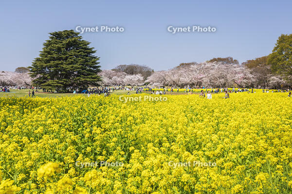 昭和記念公園の菜の花畑と桜 [KNO110024772]