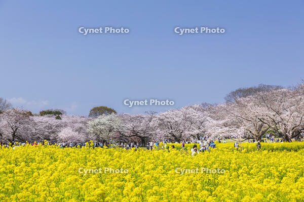 昭和記念公園の菜の花畑と桜 [KNO110024773]