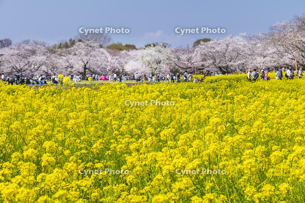 昭和記念公園の菜の花畑と桜 [KNO110024774]