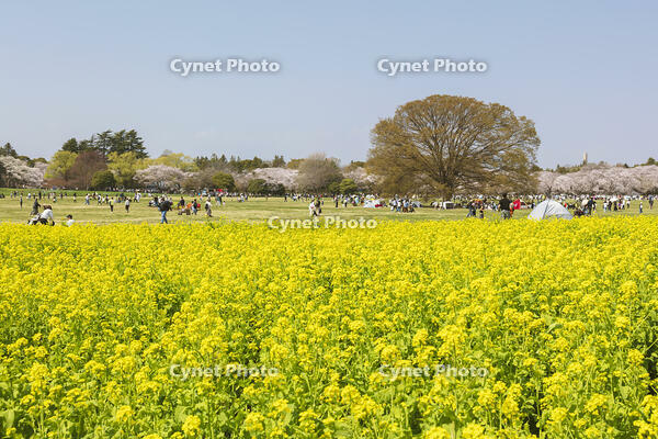 昭和記念公園の菜の花畑と桜 [KNO110024775]